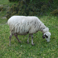 Photo de Grece - Les Météores